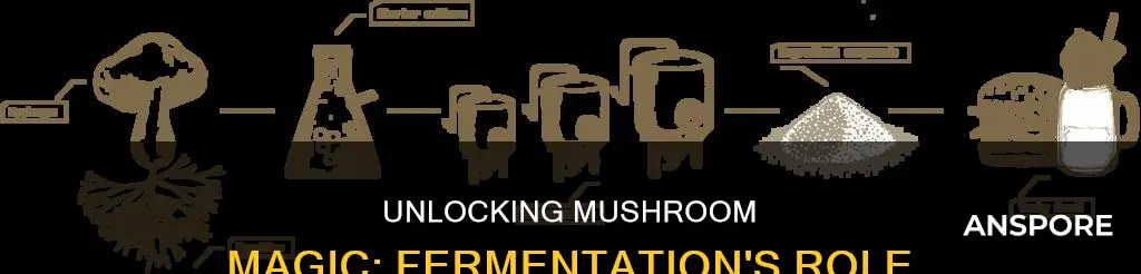 why ferment mushroom cultures