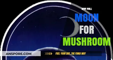 Moonlight Magic: Mushroom Growth Secrets