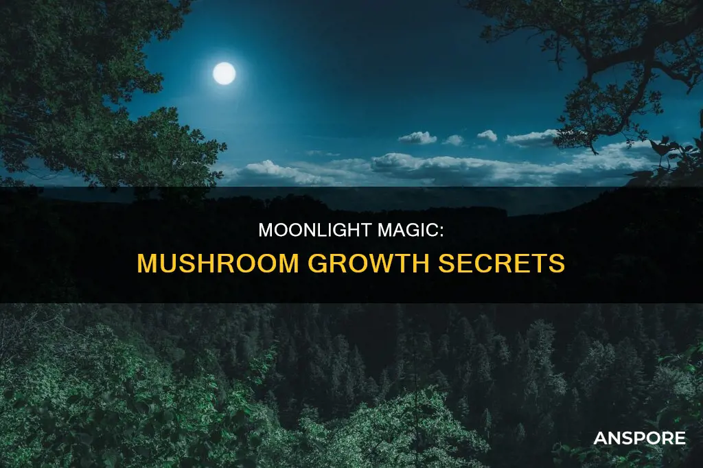 why full moon for mushrooms