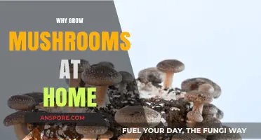Discover the Benefits of Growing Mushrooms at Home Easily