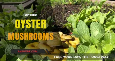 Discover the Benefits of Growing Oyster Mushrooms at Home
