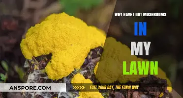 Mushrooms in My Lawn: Causes, Concerns, and Effective Solutions Explained
