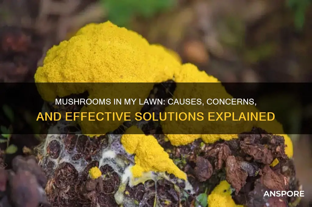 why have i got mushrooms in my lawn