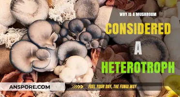 Mushrooms as Heterotrophs: Unveiling Their Unique Nutritional Strategies