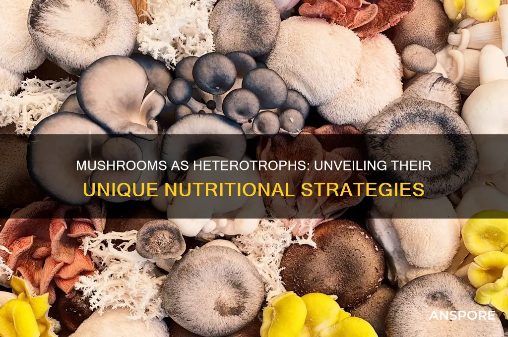 why is a mushroom considered a heterotroph