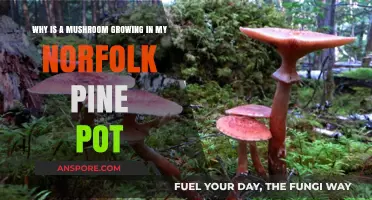 Mushroom in Norfolk Pine Pot: Causes and Solutions Explained