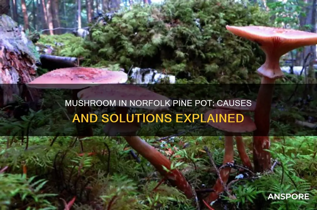 why is a mushroom growing in my norfolk pine pot