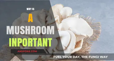 Mushrooms: Essential to Nature and Our Health