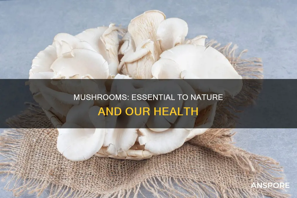 why is a mushroom inportant