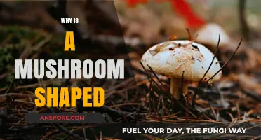 The Unique Shape of Mushrooms Explained