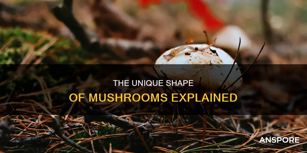 why is a mushroom shaped