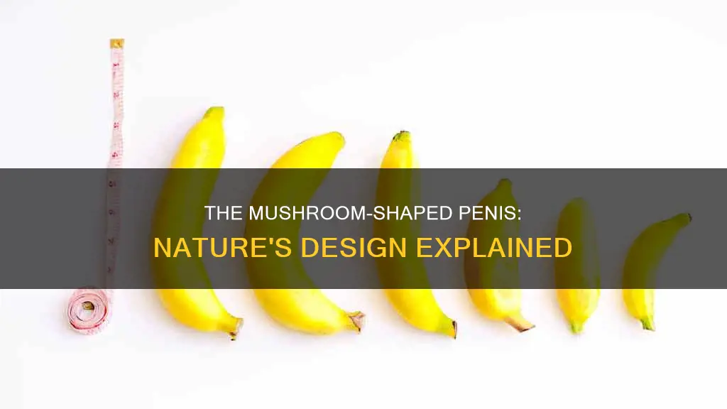 why is anpenis mushroom shaped