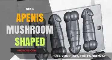 The Mushroom-Shaped Penis: Why Evolution Chose This Form