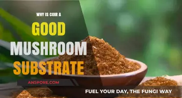 Coir as Mushroom Substrate: Sustainable, Nutrient-Rich, and Eco-Friendly Choice