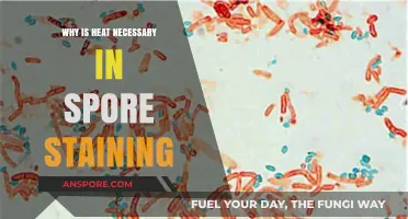 Heat's Role in Spore Staining: Enhancing Accuracy and Visualization