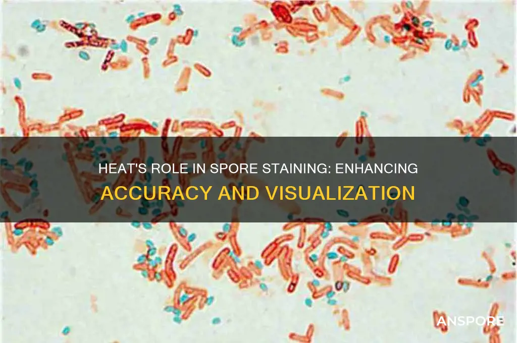 why is heat necessary in spore staining