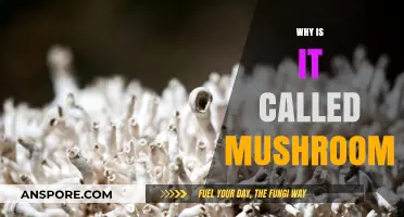 The Fungal Mystery: Mushrooms' Intriguing Nomenclature