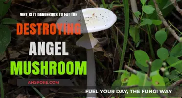 Deadly Destroying Angel: The Lethal Risks of Consuming This Mushroom