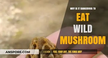 Deadly Risks: The Hidden Dangers of Eating Wild Mushrooms
