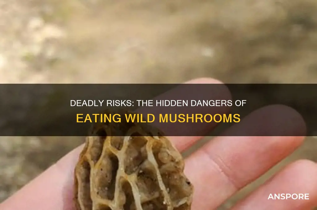 why is it dangerous to eat wild mushrooms