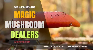 The Elusive Quest: Why Finding Magic Mushroom Dealers is Difficult