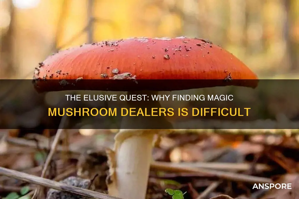why is it hard to find magic mushroom dealers