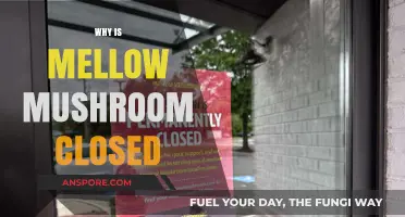 Mellow Mushroom: What Caused the Closure?