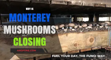 Monterey Mushrooms: Closure Leaves Workers in the Dark