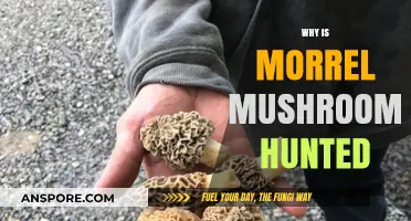 The Hunt for Morrel Mushrooms: A Forager's Dream