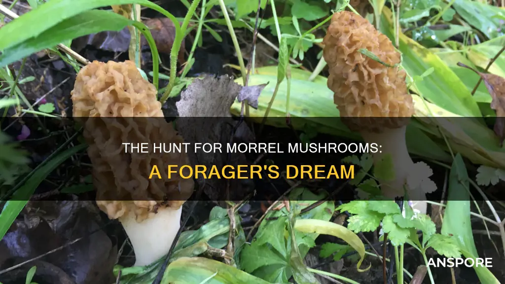 why is morrel mushrooms hunted