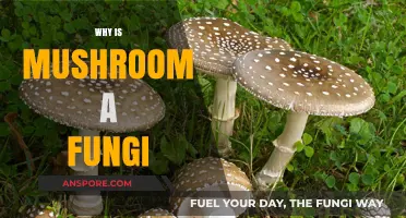 Mushrooms: The Fungi Kingdom's Unique Members