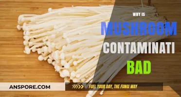 Mushroom Contamination Risks: Understanding the Dangers and Prevention Methods