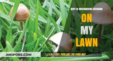 Mushroom Growth on Lawns: Causes, Concerns, and Effective Solutions
