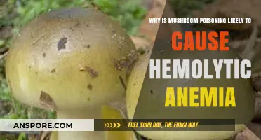 Mushroom Toxins and Hemolytic Anemia: Understanding the Deadly Connection