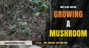 Why Is My Cactus Growing a Mushroom? Causes and Solutions