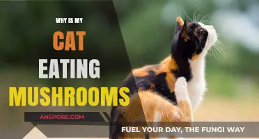 Why Cats Eat Mushrooms: Risks, Reasons, and What to Do