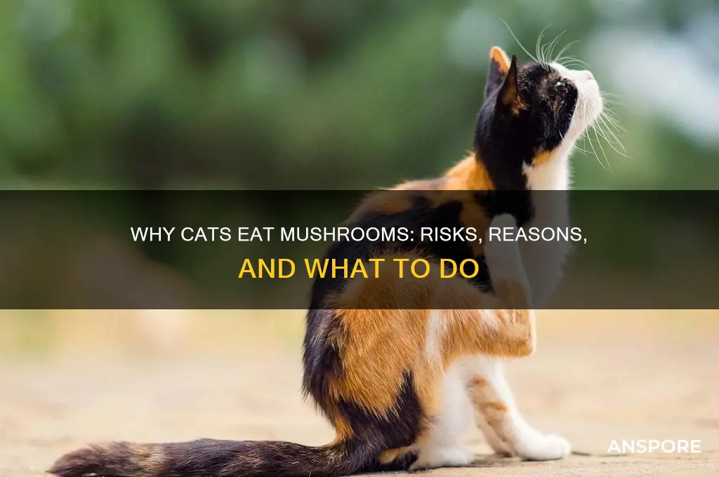 why is my cat eating mushrooms