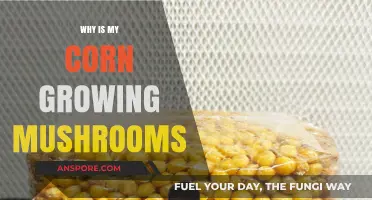 Mushrooms in Corn: Causes, Concerns, and Solutions for Healthy Crops