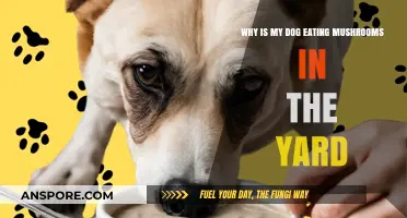 Why Dogs Eat Yard Mushrooms: Risks, Reasons, and Prevention Tips
