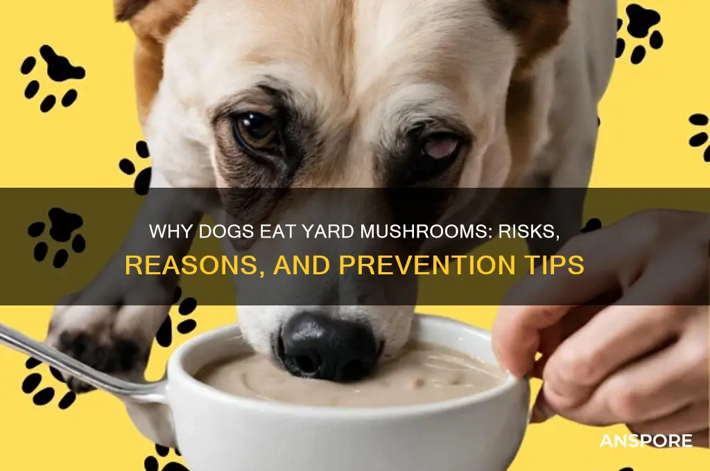 why is my dog eating mushrooms in the yard