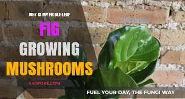 Why Mushrooms Appear in Fiddle Leaf Fig Pots: Causes and Solutions