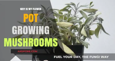 Mushrooms in Your Flower Pot: Causes and Solutions Explained