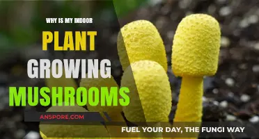 Mushrooms in Your Indoor Plant? Causes and Solutions Explained