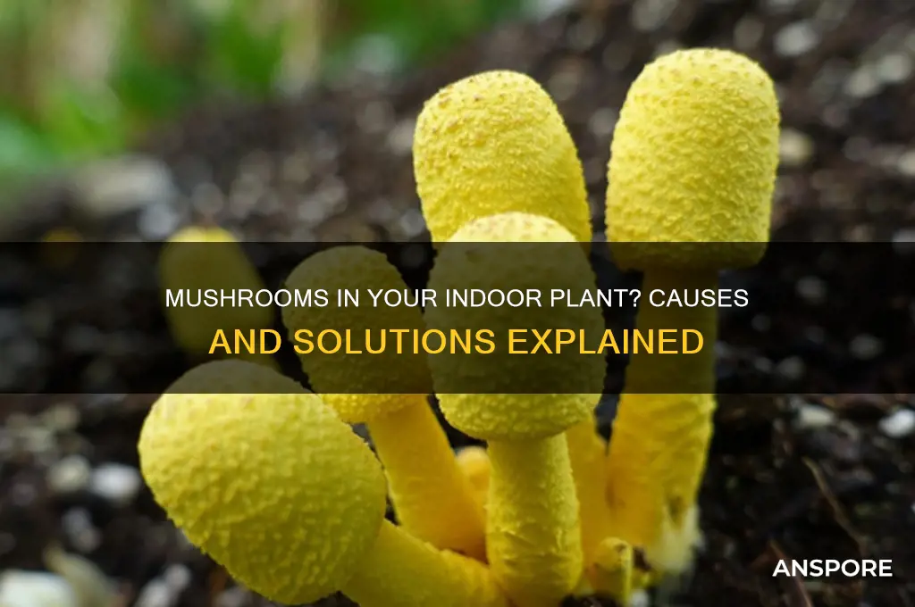 why is my indoor plant growing mushrooms