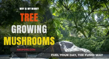 Mushrooms on Your Money Tree? Causes and Solutions Explained