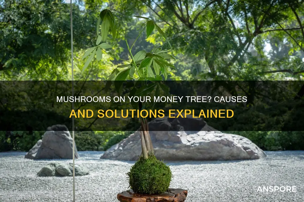 why is my money tree growing mushrooms
