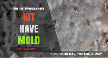 Why Mold Appears in Your Mushroom Grow Kit: Causes & Solutions