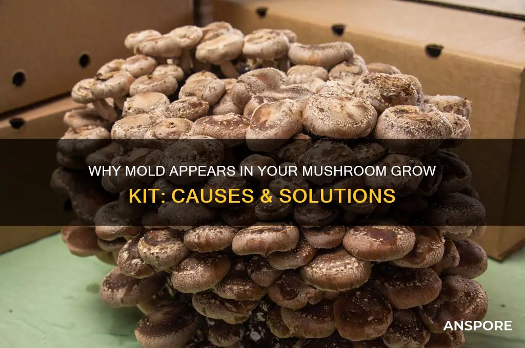 why is my mushroom grow kit have mold