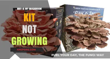 Troubleshooting Your Mushroom Kit: Common Reasons for Slow or No Growth