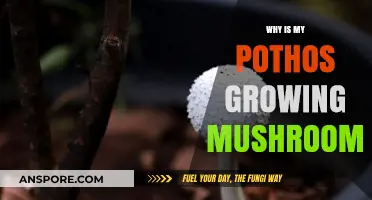 Mushrooms on Pothos: Causes and Solutions for Healthy Growth